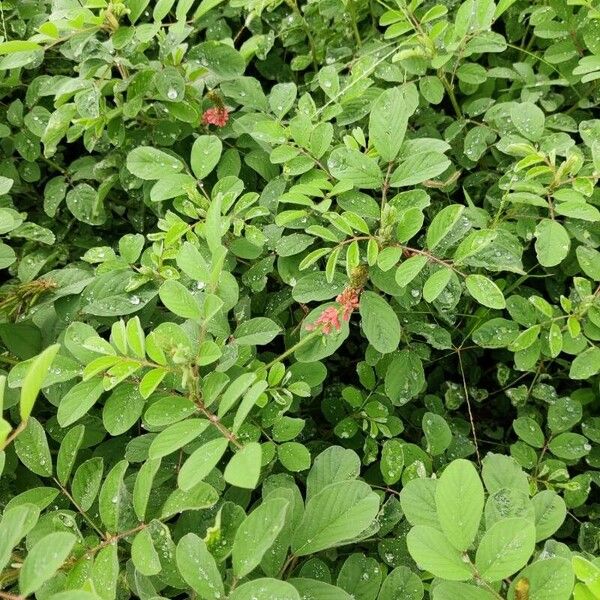 Indigofera hirsuta Fuelha