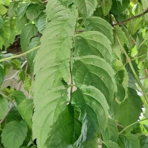 Campsis radicans Foglia