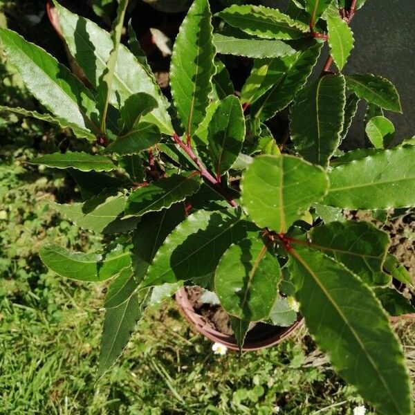 Laurus nobilis Leaf