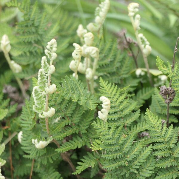 Hemionitis eckloniana Habit