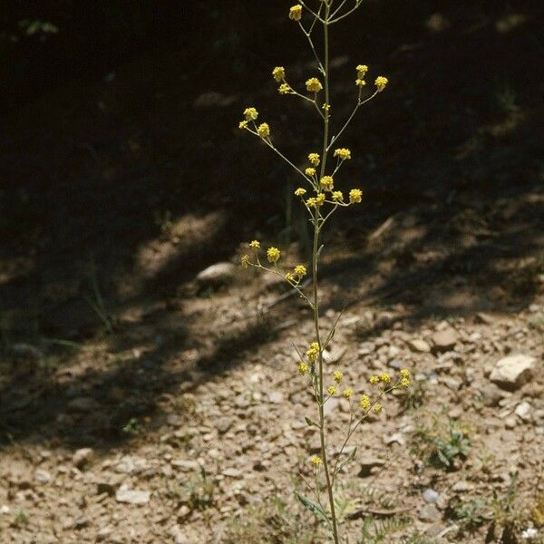 Eriogonum alatum Характер