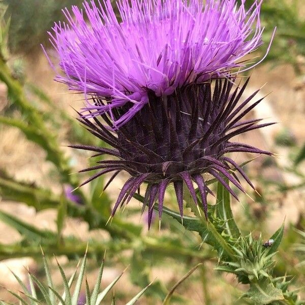 Onopordum tauricum Flower