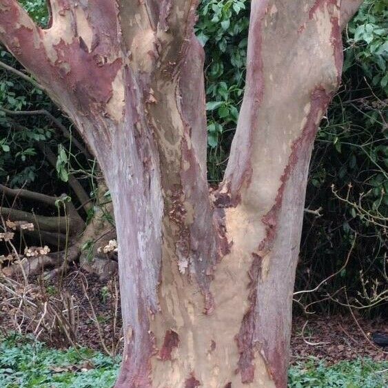 Vachellia xanthophloea Кора