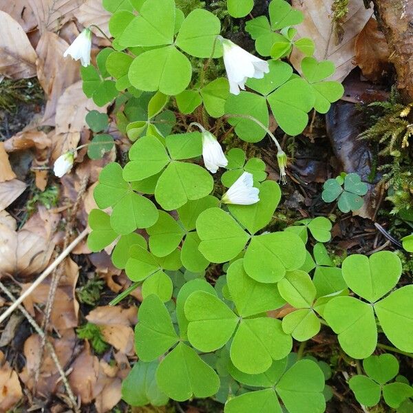 Oxalis acetosella Folla