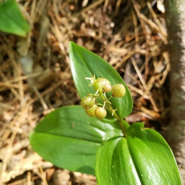 Maianthemum canadense Frucht