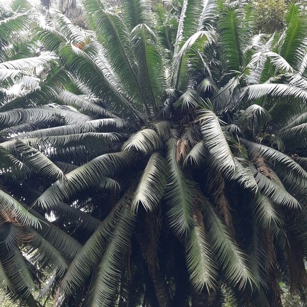 Cycas circinalis Frunză