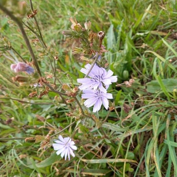 Cichorium intybus 花