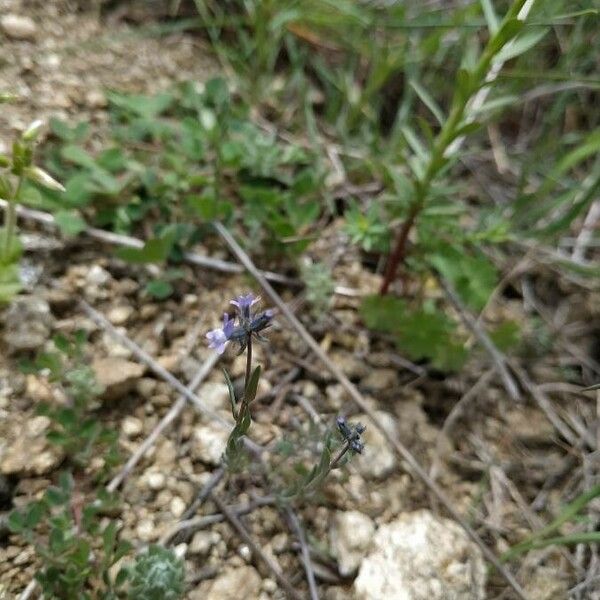 Linaria arvensis Floare