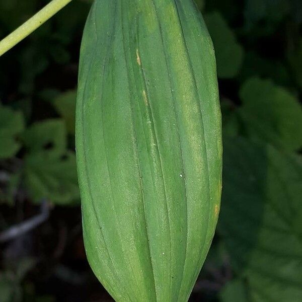 Streptopus amplexifolius Blatt