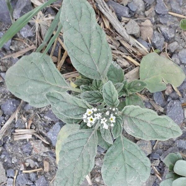 Heliotropium europaeum Habit