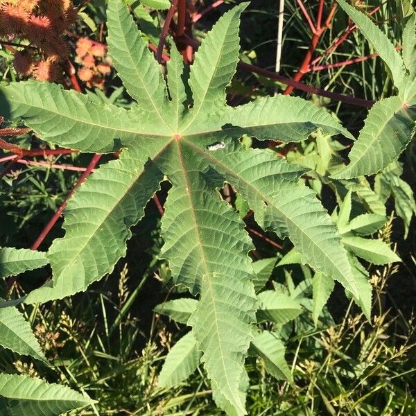 Ricinus communis Lehti