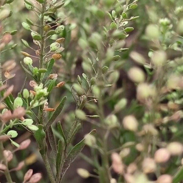 Lepidium ruderale Feuille