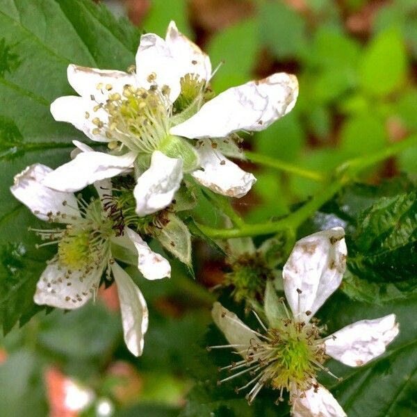 Rubus scaber Flower