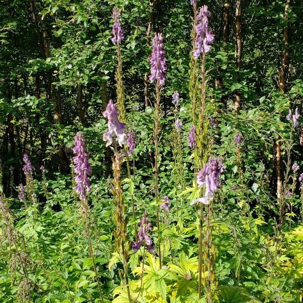 Aconitum septentrionale Virág