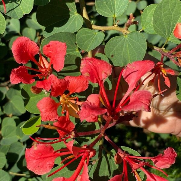 Bauhinia galpinii Flower