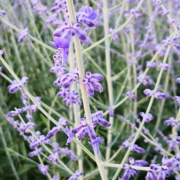 Salvia abrotanoides Flower