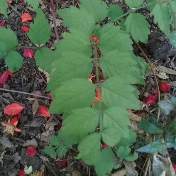 Campsis radicans 葉