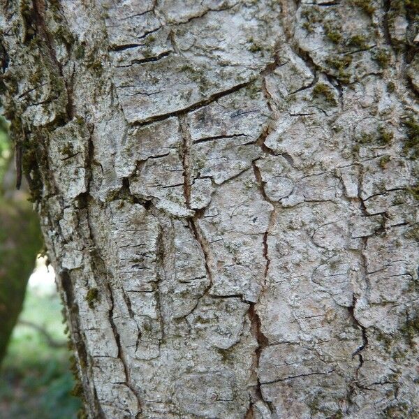 Aesculus californica خشب