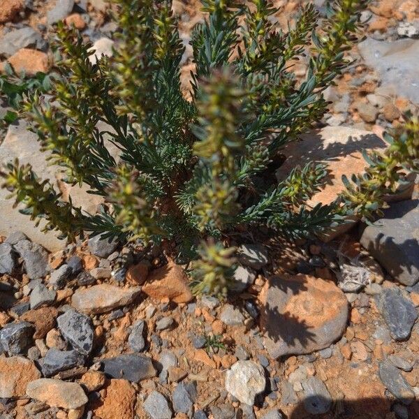 Thymelaea pubescens Blad