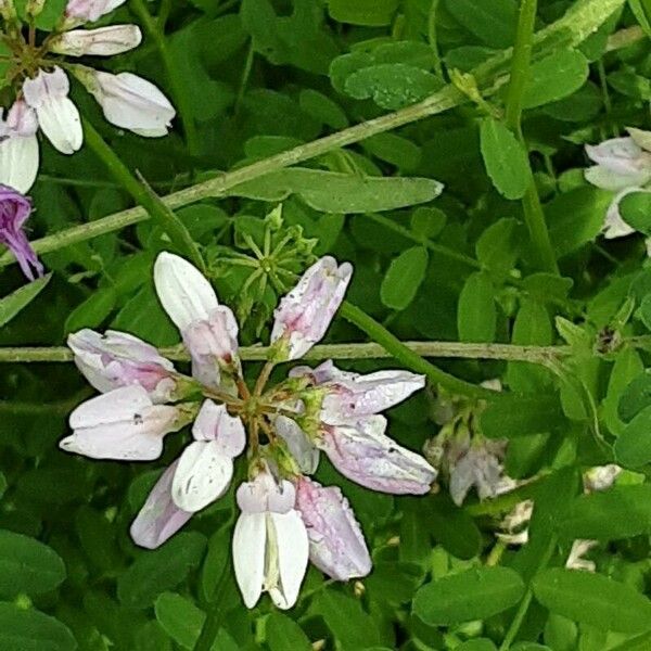 Coronilla varia Květ