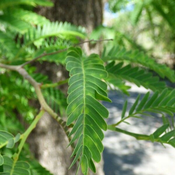 Tamarindus indica Levél