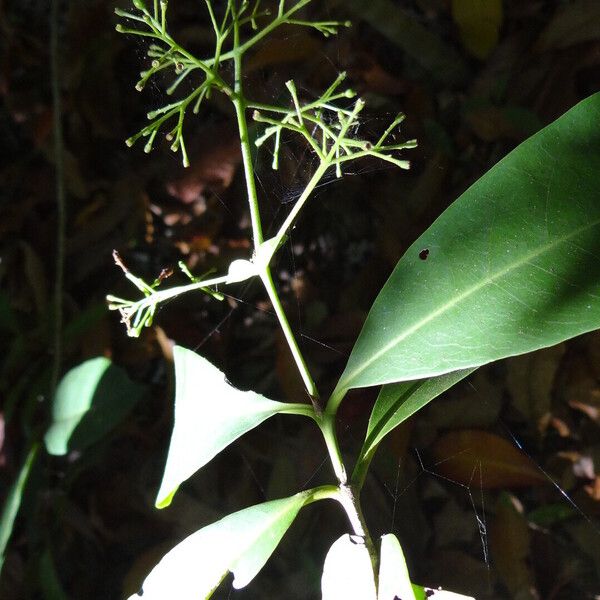 Chionanthus ramiflorus Žiedas