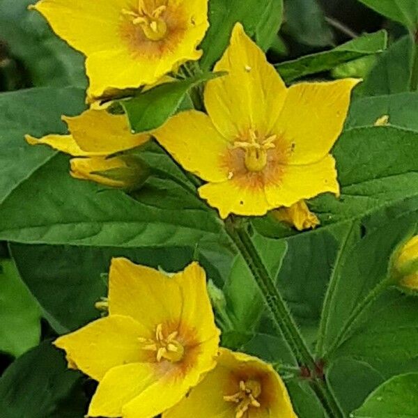 Lysimachia punctata Flower