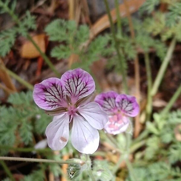 Erodium glandulosum 花