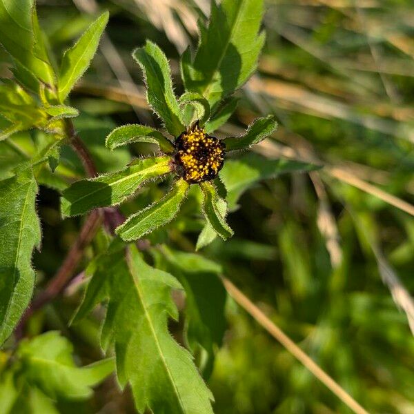 Bidens tripartita Flor