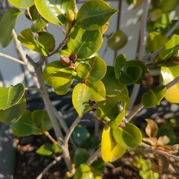 Camellia sasanqua Folha