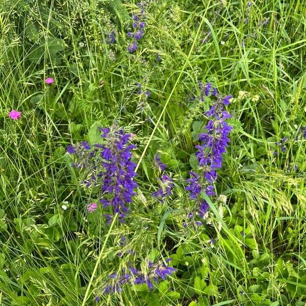 Salvia pratensis ফুল