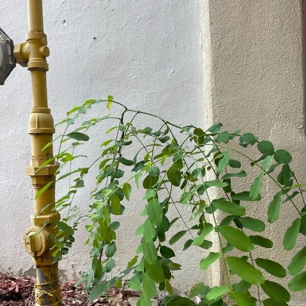 Robinia hispida Foglia