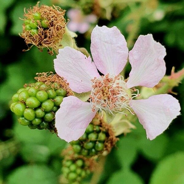 Rubus armeniacus Flower