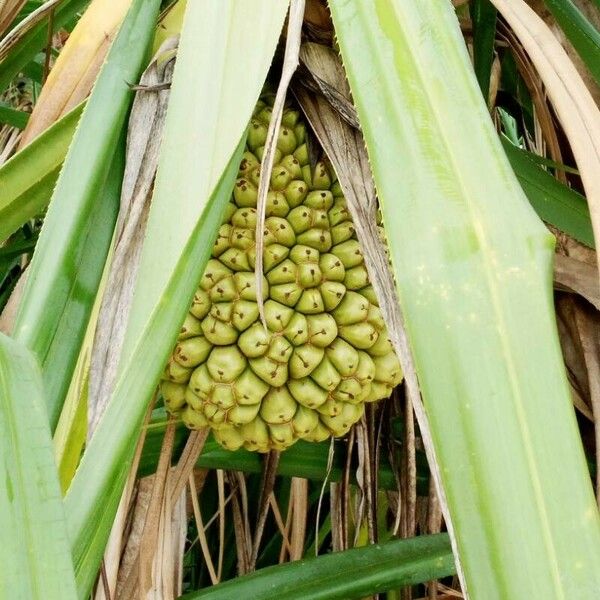 Pandanus utilis Fruit