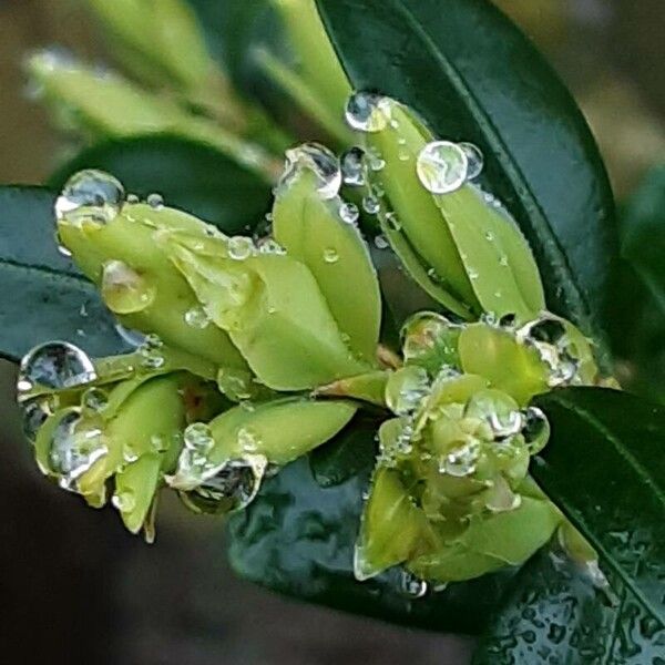 Buxus sempervirens Folio