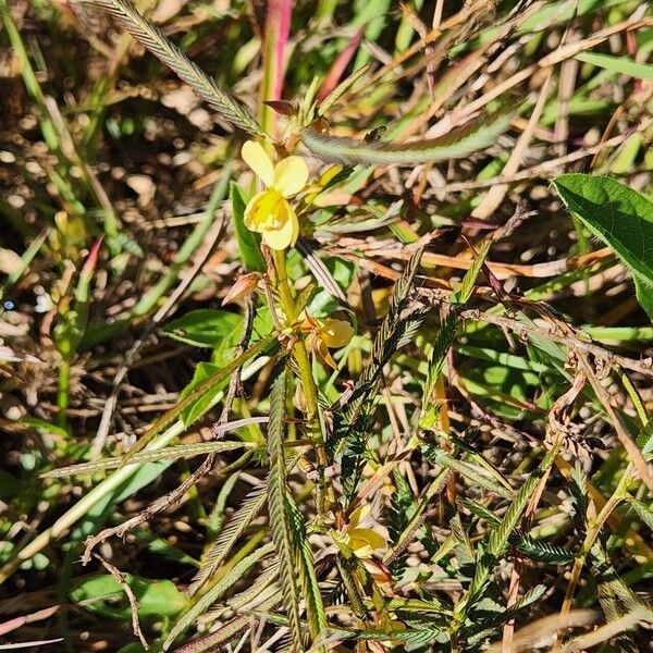 Chamaecrista mimosoides Агульны выгляд