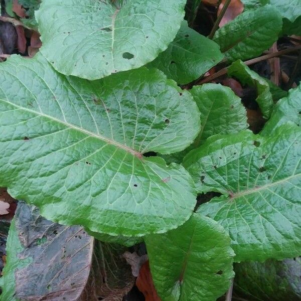 Rumex alpinus ഇല