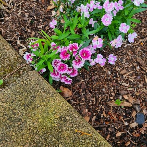 Dianthus chinensis Kvet