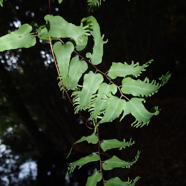 Lygodium microphyllum Folio