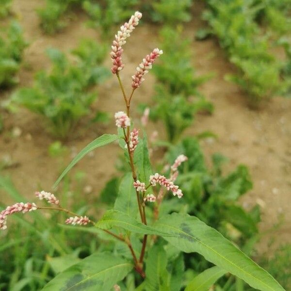 Persicaria maculosa Blomst