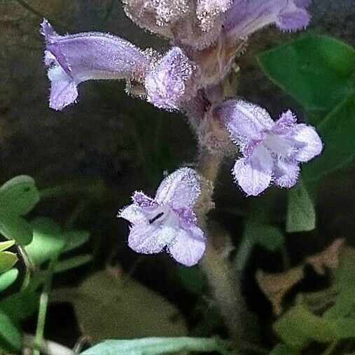 Orobanche nana Blomst