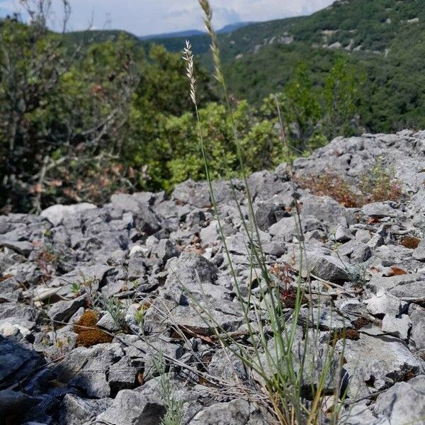 Melica amethystina Habit