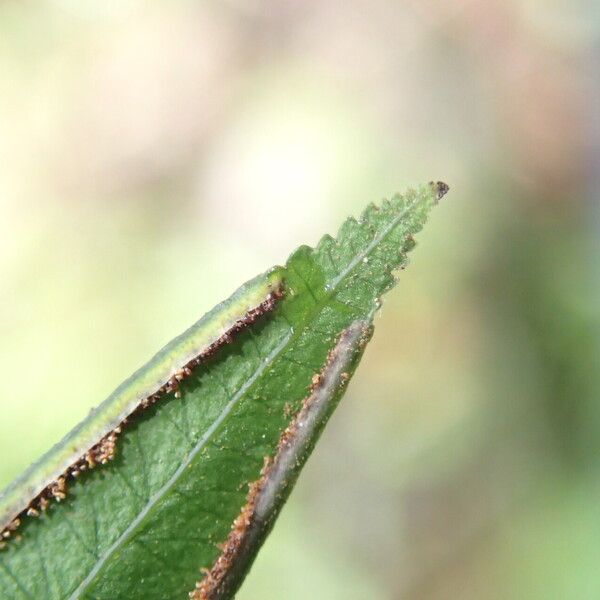 Pteris hamulosa Leaf