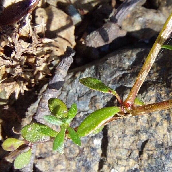 Crucianella latifolia Leaf