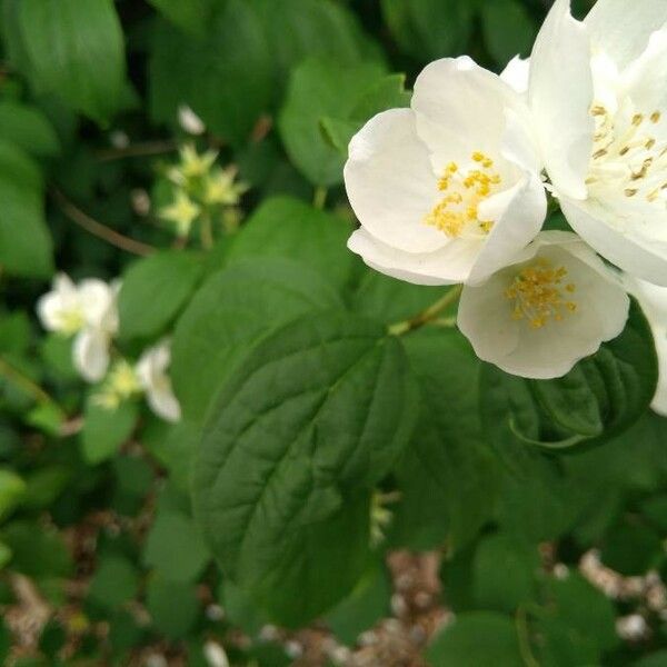 Philadelphus coronarius Кветка