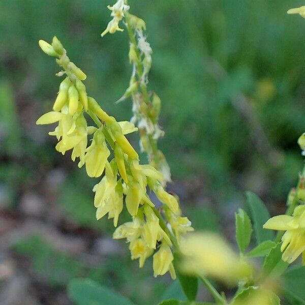 Melilotus officinalis Lorea