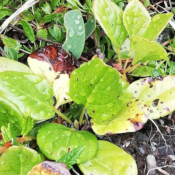 Pyrola rotundifolia Hoja