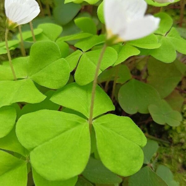 Oxalis acetosella বাকল