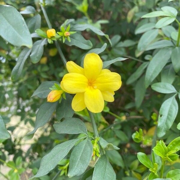 Jasminum mesnyi 花