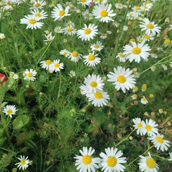 Tripleurospermum inodorum Flower